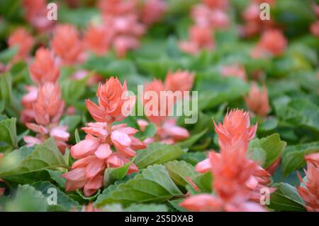Rote Blüten Salvia prägt wärmeliebende Pflanzen. Jährliche Pflanze schöner Scharlachblüten im Gartenblumenbeet. Rote Blüten Salvia spendet Wärme Stockfoto
