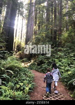 Kinder, die auf einem Wanderweg im Redwood Forest laufen. Die Sonne scheint durch große Bäume vor Ihnen. Der Weg wird von großen Farnen flankiert. Stockfoto