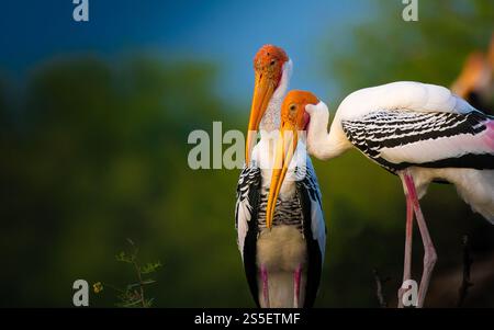 Zwei gemalte Störche mit leuchtendem orangenem Schnäbel stehen dicht beieinander, deren auffälliges schwarz-weißes Gefieder sich wunderbar mit der Kulisse abhebt. Stockfoto