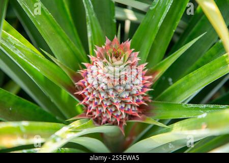 Eine Ananasplantage in Khao Takiap in der Nähe der Stadt Hua hin in der Provinz Prachuap Khiri Khan in Thailand, Thailand, Hua hin, November 2022. Stockfoto