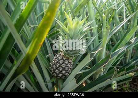 Eine Ananasplantage in Khao Takiap in der Nähe der Stadt Hua hin in der Provinz Prachuap Khiri Khan in Thailand, Thailand, Hua hin, November 2022. Stockfoto