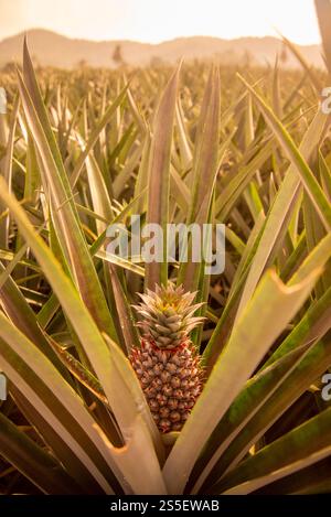 Eine Ananasplantage in Khao Takiap in der Nähe der Stadt Hua hin in der Provinz Prachuap Khiri Khan in Thailand, Thailand, Hua hin, November 2022. Stockfoto