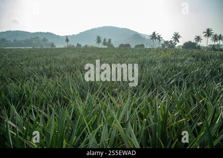 Eine Ananasplantage in Khao Takiap in der Nähe der Stadt Hua hin in der Provinz Prachuap Khiri Khan in Thailand, Thailand, Hua hin, November 2022. Stockfoto