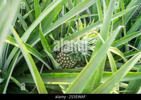 Eine Ananasplantage in Khao Takiap in der Nähe der Stadt Hua hin in der Provinz Prachuap Khiri Khan in Thailand, Thailand, Hua hin, November 2022. Stockfoto