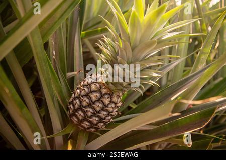 Eine Ananasplantage in Khao Takiap in der Nähe der Stadt Hua hin in der Provinz Prachuap Khiri Khan in Thailand, Thailand, Hua hin, November 2022. Stockfoto