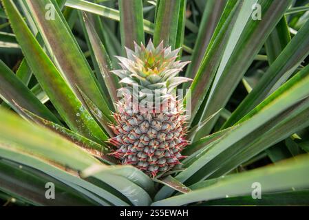 Eine Ananasplantage in Khao Takiap in der Nähe der Stadt Hua hin in der Provinz Prachuap Khiri Khan in Thailand, Thailand, Hua hin, November 2022. Stockfoto