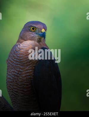Ein Shikra thront anmutig, seine scharfen gelben Augen und sein kompliziertes Gefieder bilden einen schönen Kontrast zu einem sanften grünen Hintergrund und verkörpern Eleganz. Stockfoto