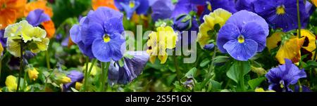 Mehrfarbige Stiefmütterchen als Hintergrund oder Karte. Feld von bunten Stiefmütterchen mit weißen gelben und violetten Stiefmütterchen auf Blumenbeet Stockfoto