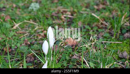 Weiße Krokusse im Frühlingsgarten, frühe Blumen. Stockfoto