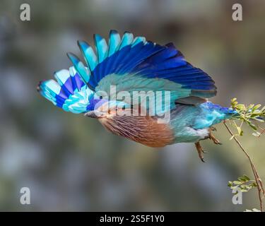 Ein Indian Roller mit offenen Flügeln Stockfoto