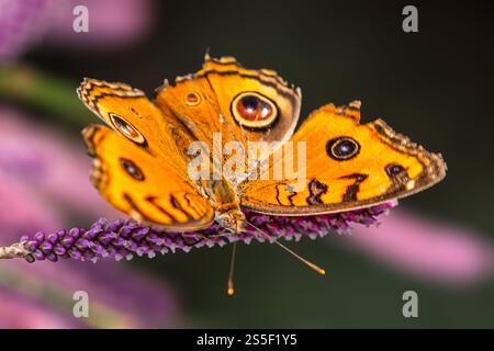Ein Pfauenstiefchen, das auf einer Blume ruht Stockfoto