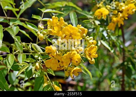 Arsenstrauchblüten (Senna septemtrionalis) am Garten Stockfoto