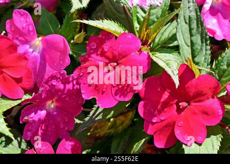 Neue Guinea-Impatiens-Blumen im Garten Stockfoto