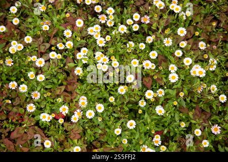 Eine dichte Ansammlung weißer und gelber Blüten mit grünem Laub, Auckland, Neuseeland Stockfoto