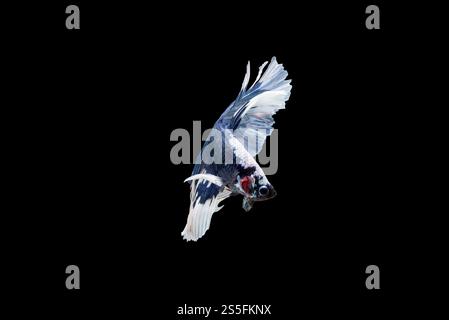 Wunderschöne bunte siamesische Betta-Fische Stockfoto