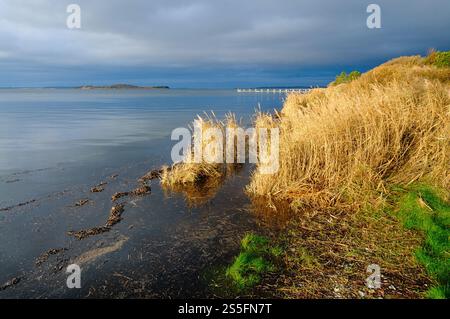 Getrocknete Gräser schweben sanft an ruhigen Gewässern, die einen dramatischen Himmel reflektieren und die Ruhe in einer lebendigen Umgebung am See verkörpern. Stockfoto