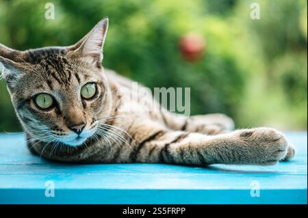 Nahaufnahme mit Fokus auf die Augen der gestreiften Katze schlafen auf einem blauen Zementboden. Stockfoto