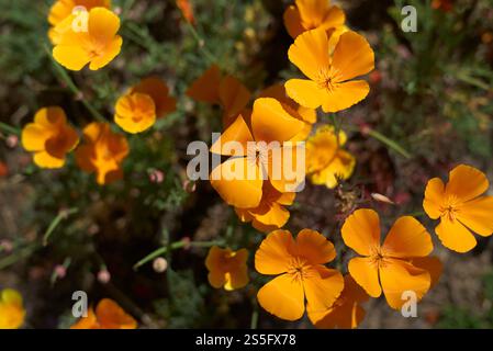 Leuchtend orangefarbener kalifornischer Mohn in voller Blüte unter natürlichem Sonnenlicht Stockfoto