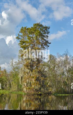 Eine riesige Zypresse mit spanischem Moos steht neben ruhigem Sumpfwasser unter einem blauen Himmel mit schimmernden Wolken in New Orleans, USA Stockfoto