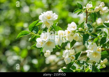Nahaufnahme von Jasminblüten in einem Garten Stockfoto