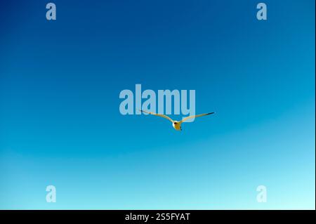 Möwen fliegen gegen einen klaren blauen Himmel, New Orleans, USA Stockfoto