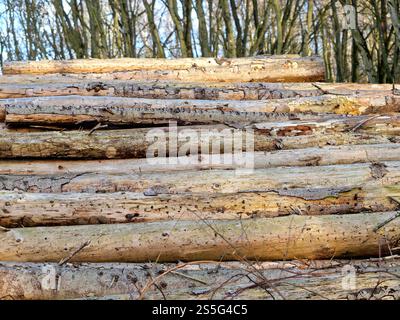 Holzlagerung im Wald. Nach dem Fällen werden die Stämme an den Kanten von Waldwegen für den Transport gelagert. Stockfoto