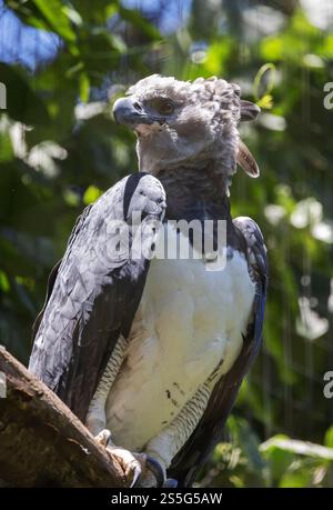 Harpy Eagle, Harpia Harpyja, ein Erwachsener in Gefangenschaft, Parque das Aves Vogelschutzgebiet, Iguazu, Brasilien Südamerika. Raubvogel, Stockfoto