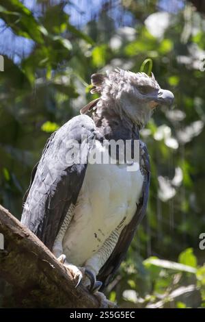 Harpy Eagle, Harpia Harpyja, ein Erwachsener in Gefangenschaft, Parque das Aves Vogelschutzgebiet, Iguazu, Brasilien Südamerika. Raubvogel, Stockfoto