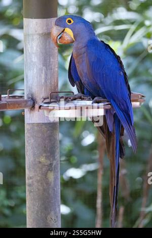 Hyacinth Macaw, Anodorhynchus hyacinthinus, ein Erwachsener in Gefangenschaft; Parque das Aves Vogelschutzgebiet, Iguazu, Brasilien Südamerika Stockfoto