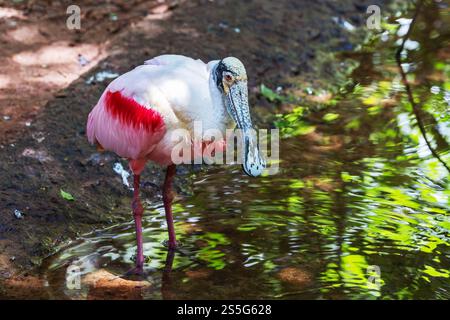 Roseate Spoonbill, Platalea ajaja, ein erwachsener Vogel im Wasser in einem Fluss, Vögel und Wildtiere, Brasilien Südamerika Stockfoto