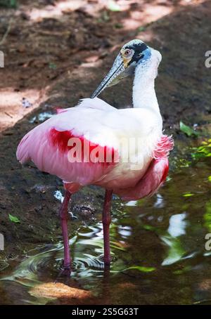 Rosenlöffel, Platalea ajaja, ein erwachsener Vogel, der im Wasser in einem Fluss steht, Vogelverhalten, Brasilien Südamerika Stockfoto
