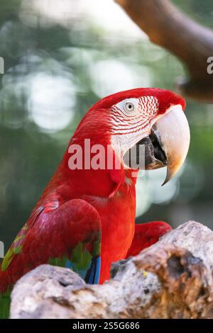 Scharlach Ara, Ara macao, Nahaufnahme des Kopfes, großer bunter Papagei in Gefangenschaft, Parque das Aves, Vogelschutzgebiet Iguazu, Brasilien Südamerika Stockfoto