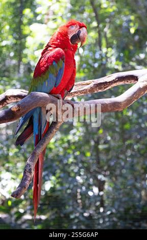 Ein erwachsener Scharlach, Ara macao, auf einem Baum, großer farbenfroher Papagei; brasilianische Tierwelt, brasilianischer Vogel in Südamerika. Stockfoto