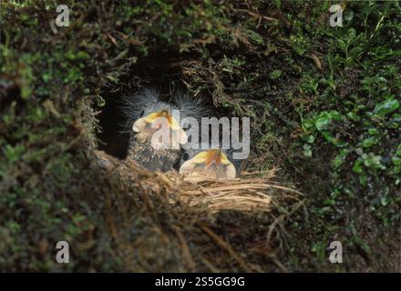 Löffelküken (Cinclus cinclus) am Nest, gebaut unter einem überhängenden Ufer eines Moorflusses, Lammermuir Hills, East Lothian, Schottland, April Stockfoto