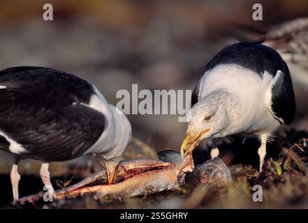 Larus marinus (Larus marinus), eine Gruppe von Möwen, die beim Abfangen von Fischason an der Küste auf der Isle of Mull, Argyll, Schottland, angreifen. Stockfoto
