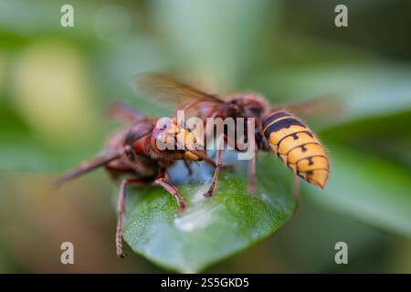 Weibliche Hornissen (vespa crabro) streiten Stockfoto