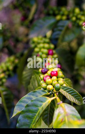 Nahaufnahme reifer und unreifer Kaffeebohnen auf Branch Stockfoto