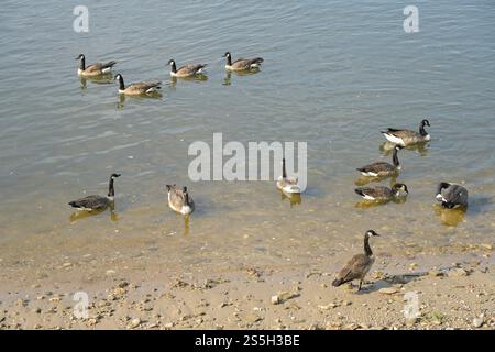 Kanadagans (Branta canadensis), Rheinufer, Schierstein, Wiesbaden, Hessen, Deutschland Stockfoto