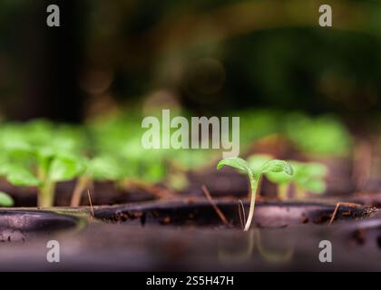 Setzlinge in der Pflanzschale. Selektiver Fokus. Stockfoto
