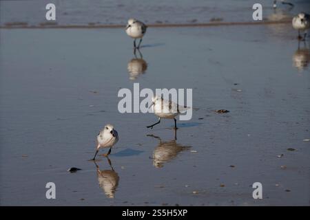 Sanderling rennt mit einem frisch gefangenen Wurm aus dem Rest seiner Herde weg, der ihn verfolgt, um den Wurm zu stehlen. Küste im Norden portugals. Stockfoto