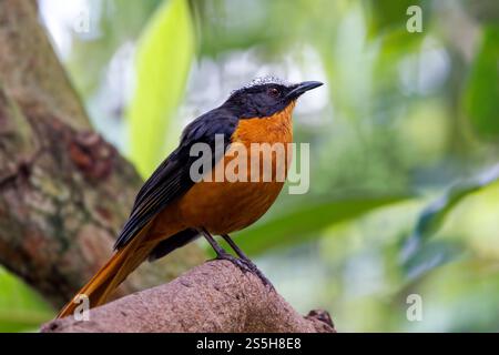 Ein weiß gekrönter robin-Chat, ein Land- und nicht-wandernder Vogel, der in Afrika endemisch ist und in trockener Savanne und subtropischen oder tropischen feuchten Sträuchern vorkommt Stockfoto