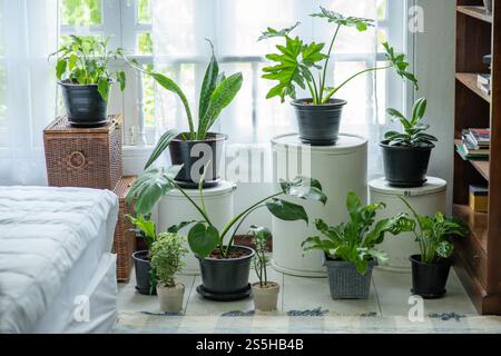 Viele kleine Pflanzen in Töpfen im Haus. Stockfoto