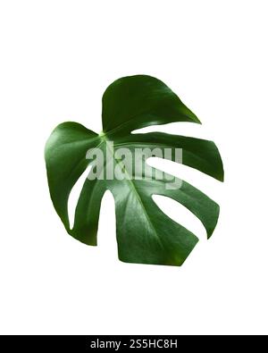 Monstera Pflanzenblatt, die tropische immergrüne Rebe isoliert auf weißem Hintergrund. Stockfoto