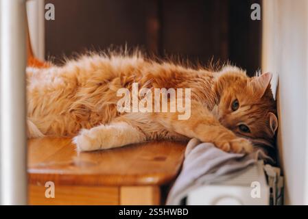 Flauschige Ingwerkatze, die auf einem Holztisch neben einem warmen Heizkörper liegt und den gemütlichen Komfort des eigenen Zuhauses genießt, während Sie einen ruhigen Moment der Entspannung im Innenbereich genießen Stockfoto