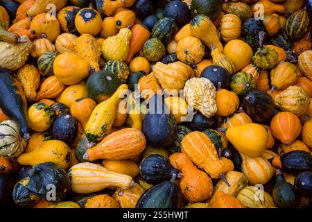 Verschiedene Zierkürzel und Kürbisse werden auf dem Kürbisfest in Ludwigsburg zum Verkauf angeboten. Stockfoto