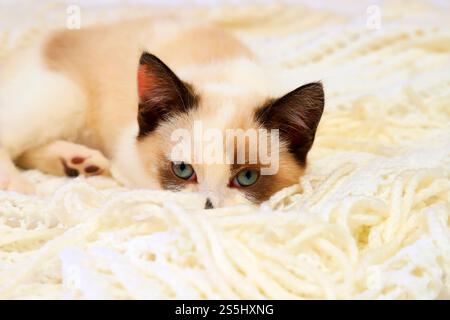 Britisches Kurzhaar, süßes kleines weißbraunes Kätzchen, liegt kariert und sieht mit weit offenen Augen aus. Kleine schöne Katze mit blauen Augen. Haustier, schönes Tier, Stockfoto
