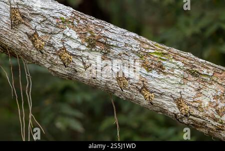 Eine Gruppe von Langnasen-Fledermäusen (Rhynchonycteris naso) reihte sich auf dem Amazonas-Regenwald, dem Yasuni-Nationalpark, Ecuador, Südamerika an Stockfoto