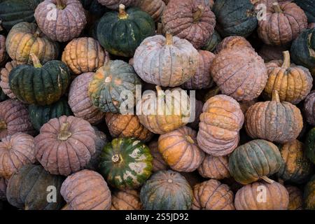 Seltene Auswahl japanischer Erbkürbisse Futsu Black auf dem Herbstkürbis Festival Stockfoto