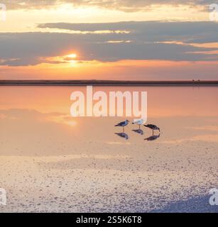 Möwenvögel am Sonnenuntergang Genichesk rosa extrem salzigen See (gefärbt von Mikroalgen mit kristallinen Salzabfall), Ukraine. Stockfoto