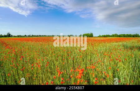 Wunderschöne ukrainische Landschaft Frühlingslandschaft mit Weizenfeld und roten Mohnblumen, Ukraine, sonniger Tag, blauer Himmel mit Wolken. Stockfoto
